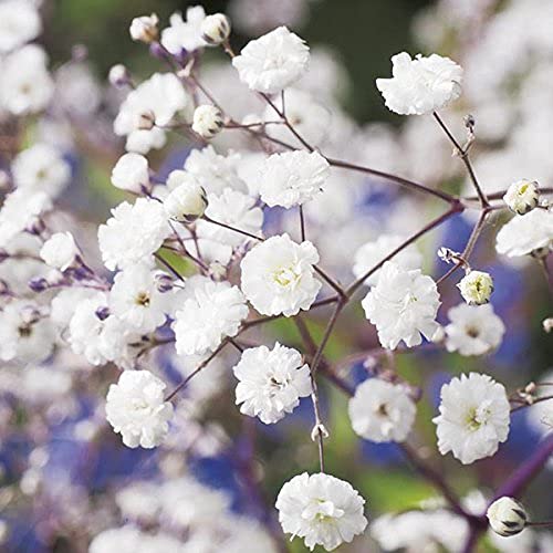 Golden Hills Farm Gypsophila Flower 700+ seeds (B09C87F17X) Amazon Price History, Amazon Price Tracker