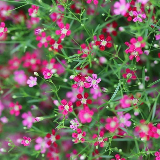 AYWAL Gypsophila Gypsy Compact White Flower Seeds (20 Seeds) GF797 (B0C6J3CXGB) Amazon Price History, Amazon Price Tracker