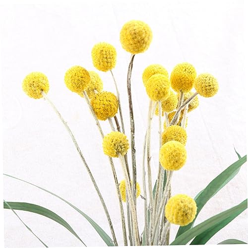 Ramo de 20 flores secas Craspedia decorativas naturales miniatura 5