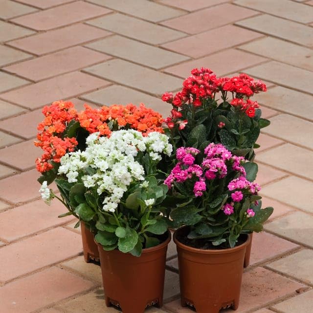 Set Of 4 organic Kalanchoe Succulent Planting And Care Colour) in 4 Garden perfect Living Live Nursery Plant Nursery Seedless (B0CY9QDF5B) Amazon Price History, Amazon Price Tracker