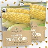 Sweet Yards Seed Co. Organic Enchanted Sweet Corn – Two Seed Packets! – Approx. 30 Open Pollinated Non-GMO Seeds 60 Total