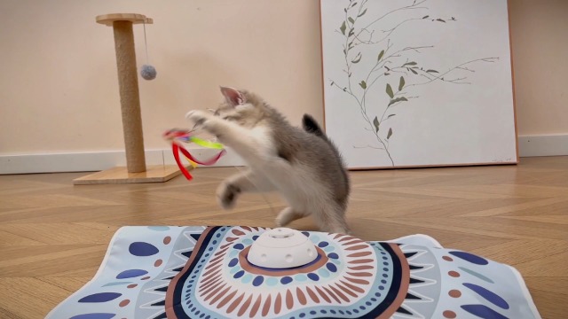 Potaroma Cat Toys Chargeable, 3in1 Hide and Seek for Kittens