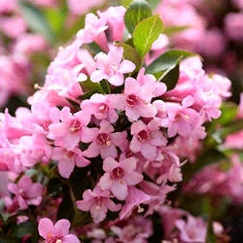 AGROBITS 50 O FASONED Weigela Struik Flowes + Cadeau & Kam S/H