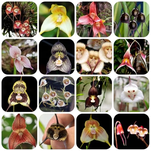 affen orchidee - affengesicht orchidee - dracula simia orchideen wildblumen balkonblumen, schnittblumen 125samen