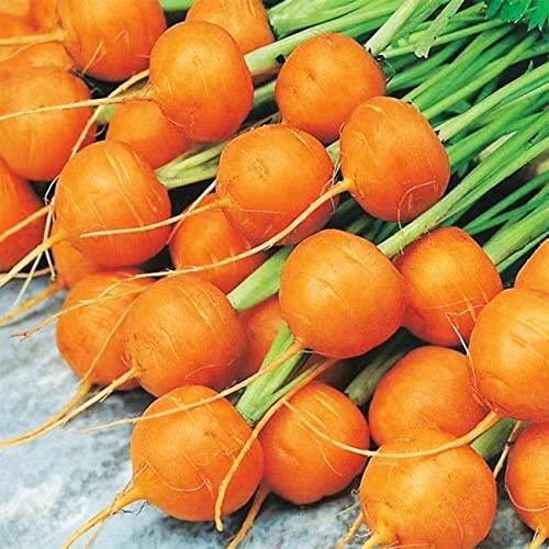 1000+ Seeds Round Baby Parisian Carrots Seeds A Delicacy Prised By Gourmet Restaurants Delicious Carrot Vegetable #TOP8