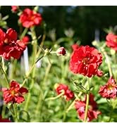 植物¥1000以上お買い上げの方 トラディスカンチア　セブリナ　観葉植物　多肉 楽天市場】苗 観葉植物 トラディスカンチア セブリナ クオーダリー 6号