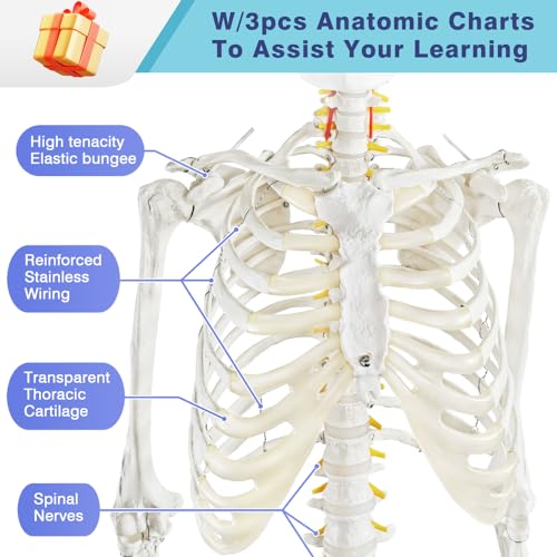 2026 New Medical Anatomical Human Skeleton Model, Life Size by NEW HORIZON - Image 4
