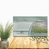 Outsidepride Stipa Ornamental Grass Seeds - 10 Pcs Perennial Highly Drought-Tolerant Silver Feather Grass with Attractive Silky White Flower Spikes for Low Maintenance Landscapes, Backyards & Gardens