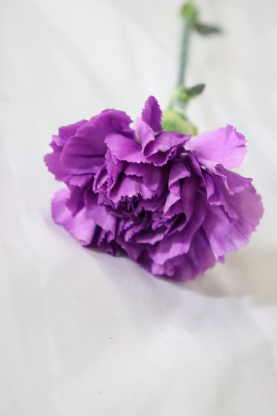 Amazon｜PURIZA 母の日限定 カーネーション 生花 花束 母の日 お祝い