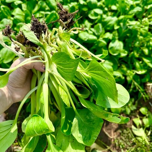 pak choi de interior decorativas jardín interior semillas de variedades tradicionales balcón resistentes cama elevada para balcón verdes en 750pcs