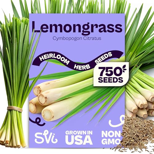 SVI 750 Lemongrass Seeds (Cymbopogon flexuosus) West Indian Lemon Grass Seed Packets Non GMO Heirloom Aromatic Culinary Herb Seeds for Containers Outdoor & Indoor Herb Garden