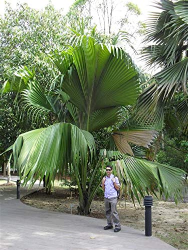 Mphmi Lodoicea maldivica - Plant