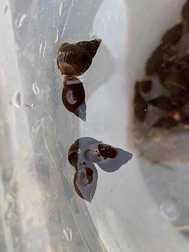 Dwarf Pond Snails UK Native Snails Superb Algae Eaters X