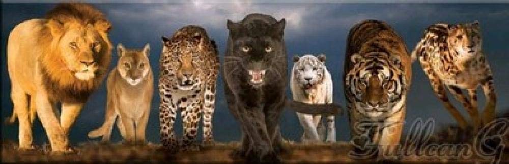 5D Diy Diamant Peinture Point De Croix Animal Lion Léopard Résine Percer Plein Mosaïque Diamant Brodé-50 * 150Cm (Round_Diamond)