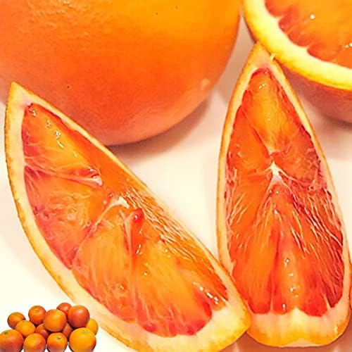 楽天市場】【送料無料】ブラッドオレンジ モロ タロッコ 訳あり 5kg