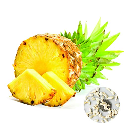 Semilla de fruta fresca con 100pcs Semillas de piña Dulce Fruta jugosa Deliciosa planta Jardín Patio Decoración del techo para plantar Jardín Patio Home Paisajismo Cover