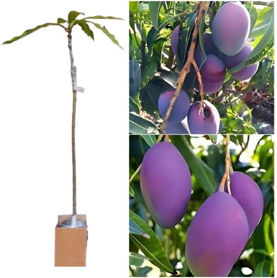 See full amazon price history chart for Purple Original Miyazaki Mango Plant Miyazaki Mango Plant Original Rare Grafted Live Fruit Plant Type-Taiyo No Tamago Eggs Of Sun All India Weather Suitable Purple Original Miyazaki Mango Plant Miyazaki Mango Plant Original Rare Grafted Live Fruit Plant Type-Taiyo No Tamago Eggs Of Sun All India Weather Suitable (B0D77QLDX9) Amazon Price History, Amazon Price Tracker