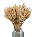 Ruiuzioong Tiges de blé séchées - 100 tiges de blé 100 % Naturel - Décoration pour la Maison, la Cuisine, Noël, Un Mariage - Longueur : 40 cm (Marron, 40 CM)