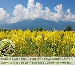 Premium 50 Mullein Leaf Tea Bags. Made with 100% Pure Mullein Leaves, for Lungs Cleanse and Respiratory Support, No Flavoring & No Additives & Caffeine Free.