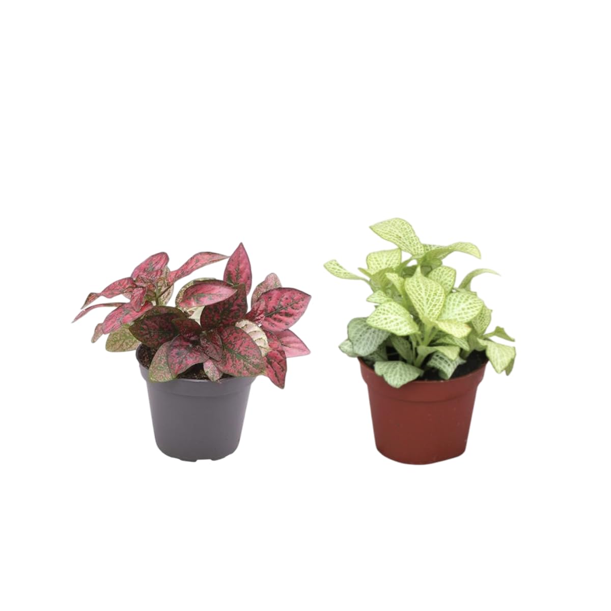 Verdecora Pack de 10 Plantas Naturales en maceta de Ø9cm | Selección Aleatoria de Especies Exóticas y Decorativas | Ideal para Interior y Exterior