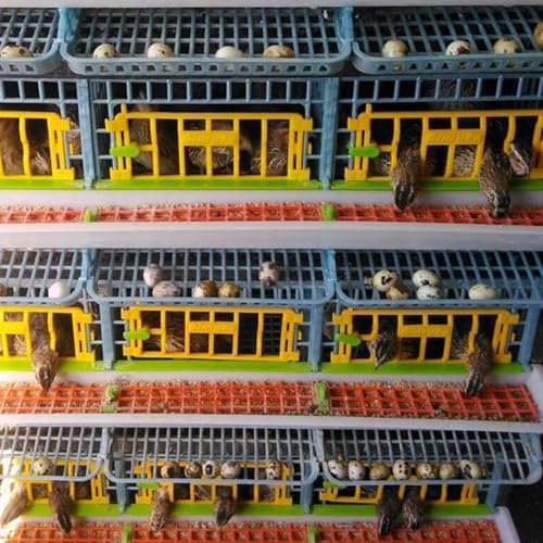 Quail Breeding Cage Indoor: 5 Layer Stackable Quail Coop, Easy Clean, Rust-Free, Easy Egg Collection (2024 Upgrades: Longer Waste Trays, Removable Middle Walls) Cimuka (Traditional) - 2