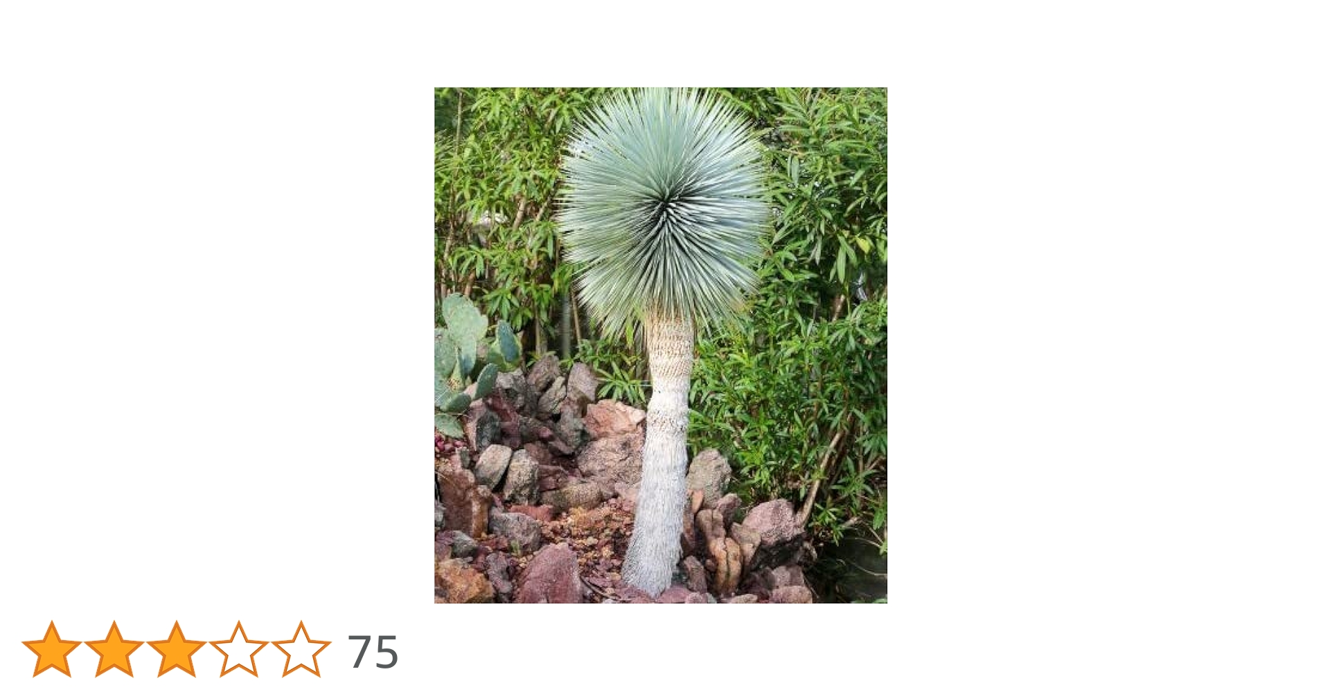 Amazon.co.jp: 【種子】Yucca Rostrata ◇ユッカ・ロストラータ