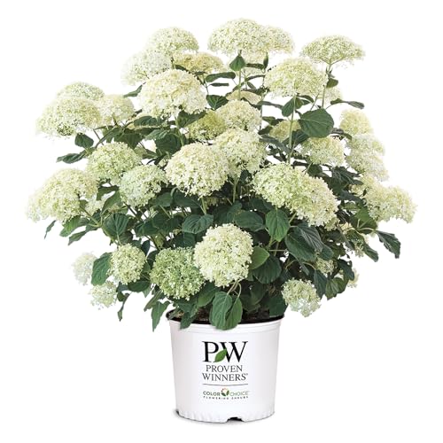 Proven Winners 5 Gal. Incrediball Storm Proof Hydrangea Shrub