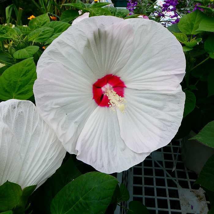 アメリカフヨウ　苗木　6本　まとめ売り アメリカフヨウ 苗木 6本 まとめ売り - メルカリ