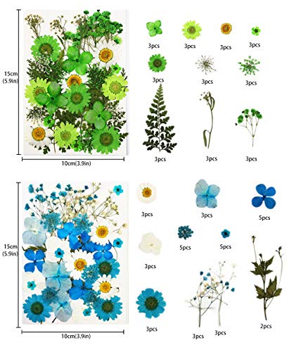 Flores secas prensadas reales para manualidades, 65 piezas miniatura 2