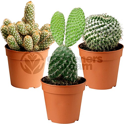 GardenersDream 3X Mixed Cactus House Plants - Real Air Purifying Indoor Plants for Desks, Shelves, and Windowsills - Great Gift for Plant Lovers (5-15cm incl. Pot)
