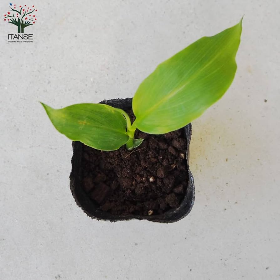 ポリポット植えミョウガ苗 Amazon.co.jp: ミョウガ3号ポット* 3株セット[茗荷][野菜の苗