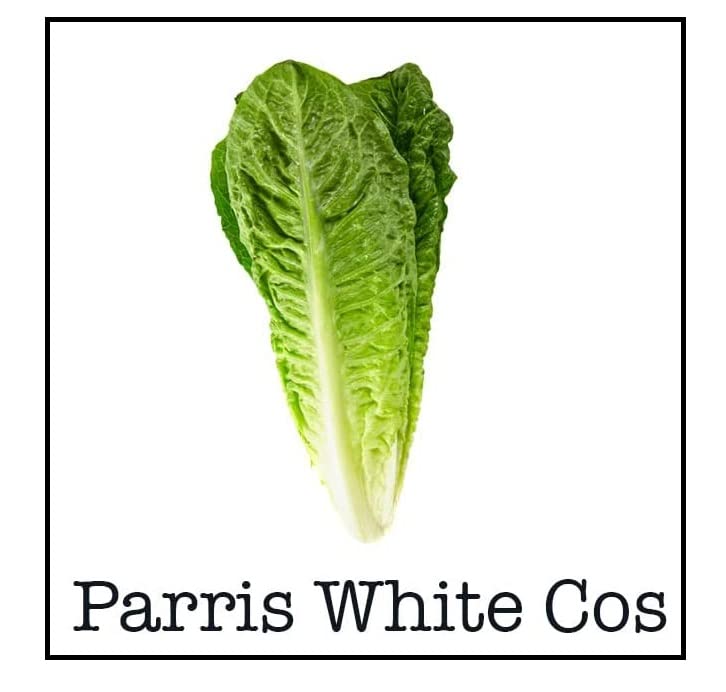 VibeX Parris White Cos Romaine Lettuce-500 Seeds (B0BBFYLK7P) Amazon Price History, Amazon Price Tracker