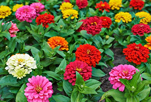 IndianAgro Zinnia Flower Double Mixed Seeds - 30 Hybrid - Giant Flower Seeds (B07T9TN96Z) Amazon Price History, Amazon Price Tracker