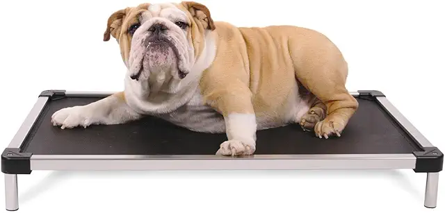 Elevated dog bed with cooling airflow