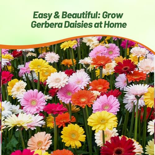 Outsidepride Hybrids Mix Gerbera Seeds - 100 Pcs Perennial, Compact & Low Maintenance, Flower Seeds for Planting w/Vibrant Mixed Blooms, Ideal for Garden Landscaping & Cut Flower Arrangements