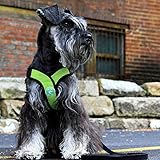 Gooby Comfort X Step-in-Geschirr, Erstickungsfrei, kleines Hundegeschirr mit Mikro-Wildlederbesatz und patentiertem X-Rahmen, Blau, Größe XL