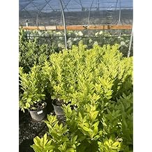 Florida Sunshine Anise Illicium parviflorum Florida Sunshine