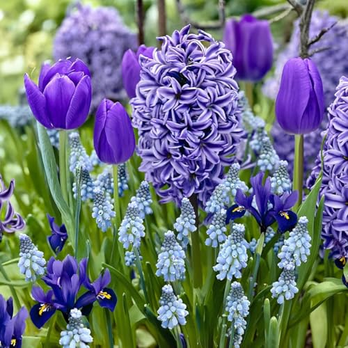 Bulbi Da Collezione Di Fiori Primaverili: Iris Harmony/Muscari Ocean Magic/Hyacinthus Delft Blue/Tulipa Violet Prince – Piante Olandesi Resistenti E Perenni Per Giardini E Bordure