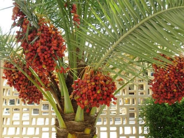 Garden Fields Ajwa Date Palm Plant- Tissue Cultured/Dwarf Variety Plant (B0B7Z6WD5P) Amazon Price History, Amazon Price Tracker