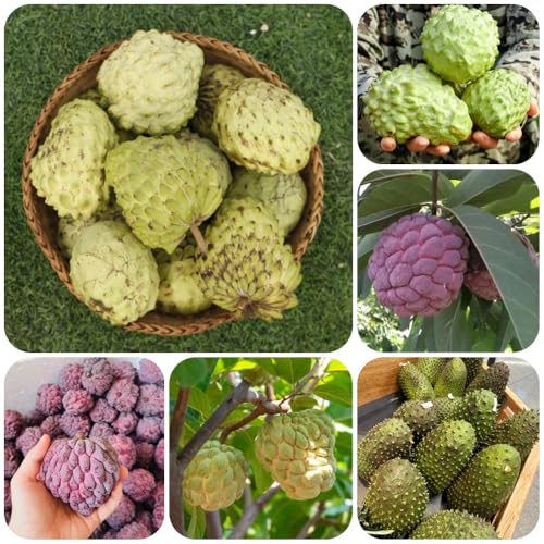 Semillas de graviola, variedades antiguas Semillas de guanábana, Annona muricata, las son resistentes resistentes para el jardín 100pcs