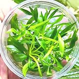 Greenpro | Broad Leaf Chain Sword Echinodorus Quadricostatus Tissue Culture US Farm Live Aquarium Plants Midground for Fish Tank Decoration