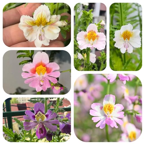 semillas de orquídeas de granjero, jardín rocas con resistentes en balcones al aire libre, 150pcs