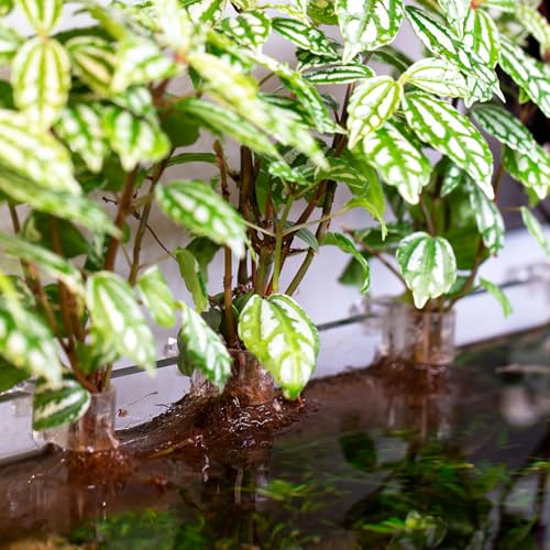 Soporte para plantas de acuario transparente en forma de U pack de 12 unidades para paisajismo 4