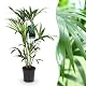 Green boutiQ Kentia Palme