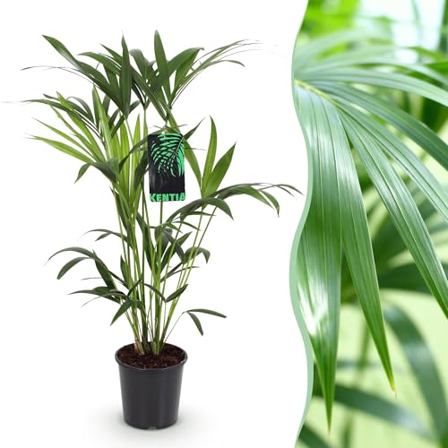 Green boutiQ - Zimmerpflanze - Howea Forsteriana - Kentia Palme - Wenig Pflege - Grün - 1 Pflanze - Topf 19cm - Höhe 80-85cm