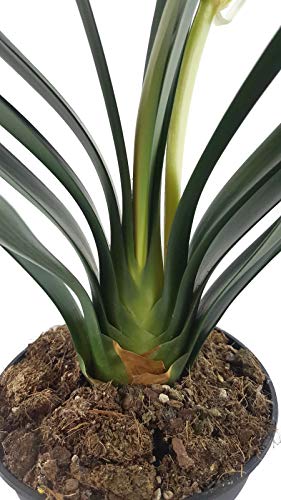 Clivia mit gelber Blüte – seltene Zimmerpflanze für helle Fensterbretter