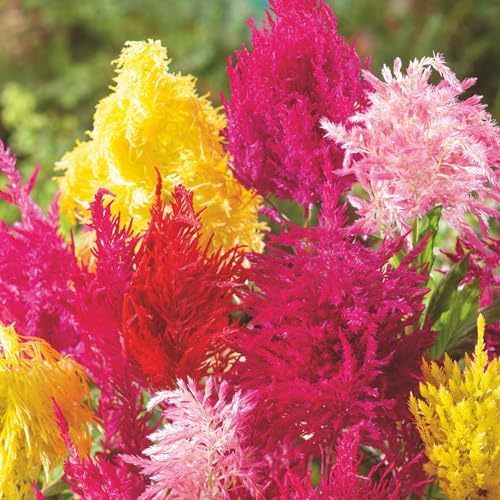 Organic Texas Plume Mixed Celosia Flower Seed 1 Gram ~380 Seeds – Non-GMO, Open-Pollinated, Edible Foliage – Red, Pink, Orange, Yellow, Purple – Annual, Cut Flower, Heat Tolerant