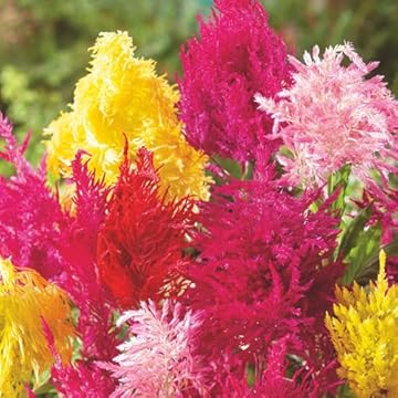 Best Annuals For Texas Heat