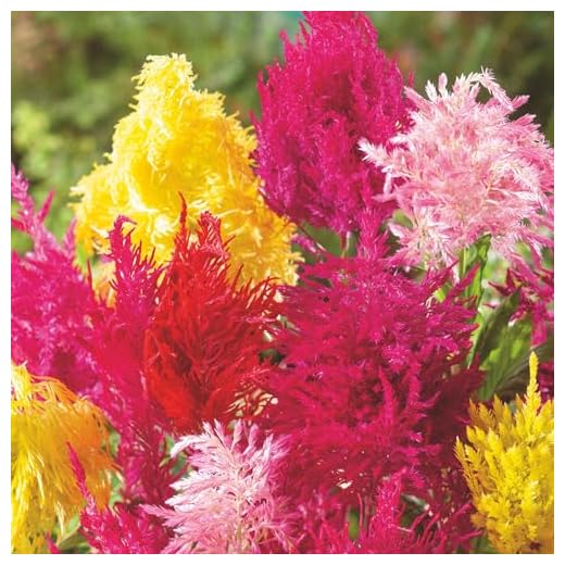 Mixed Celosia Flower Seed for Vibrant Gardens