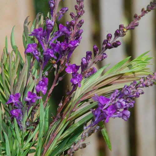 Plant World Seeds - Linaria Purpurea Seeds (Perennial Flower Seeds)
